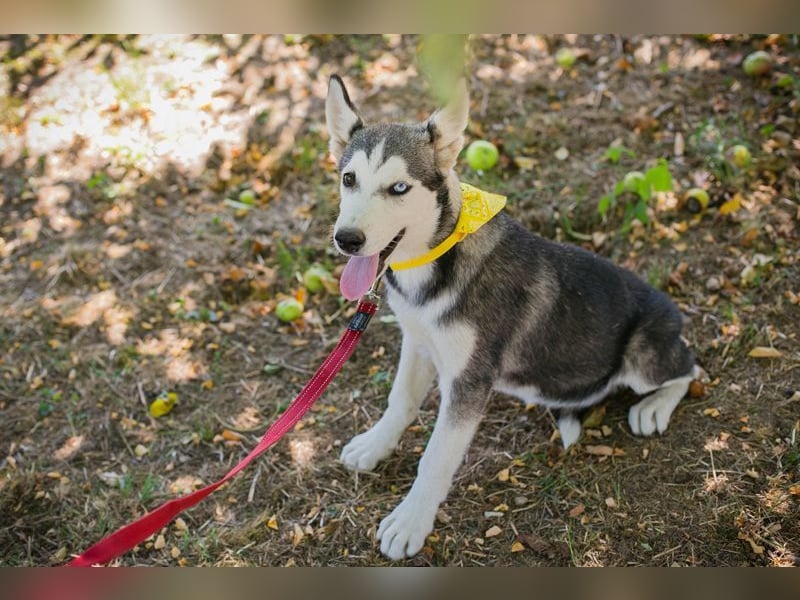 Welpe SHIRA - das Husky-Mix-Mädel bringt eine große Portion Leben und Frohsinn in dein Zuhause