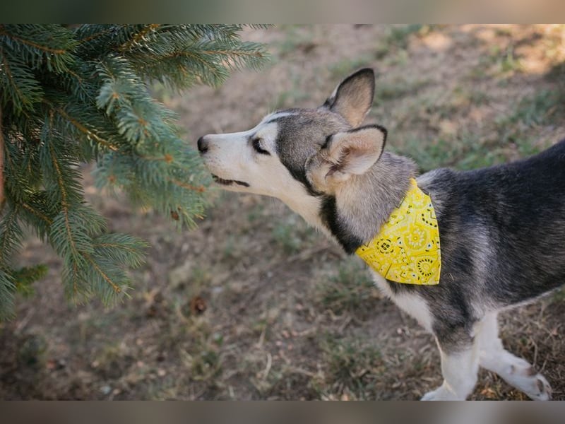 Welpe SHIRA - das Husky-Mix-Mädel bringt eine große Portion Leben und Frohsinn in dein Zuhause