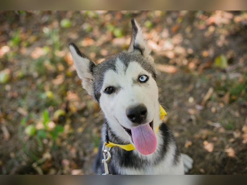 Welpe SHIRA - das Husky-Mix-Mädel bringt eine große Portion Leben und Frohsinn in dein Zuhause