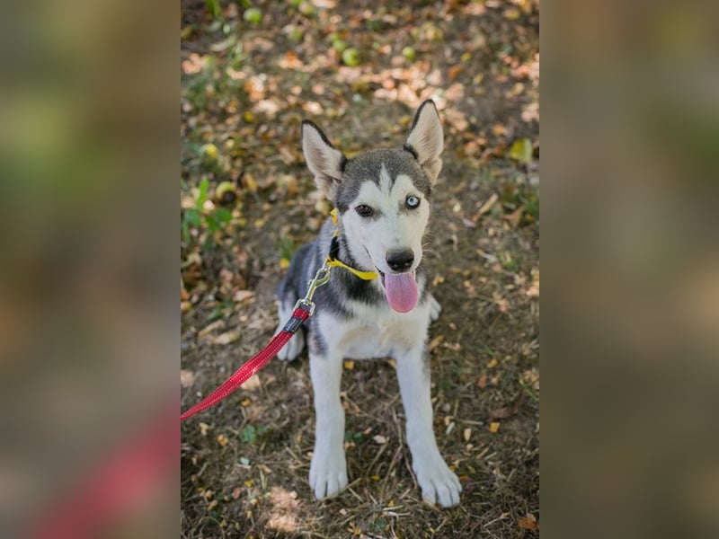 Welpe SHIRA - das Husky-Mix-Mädel bringt eine große Portion Leben und Frohsinn in dein Zuhause