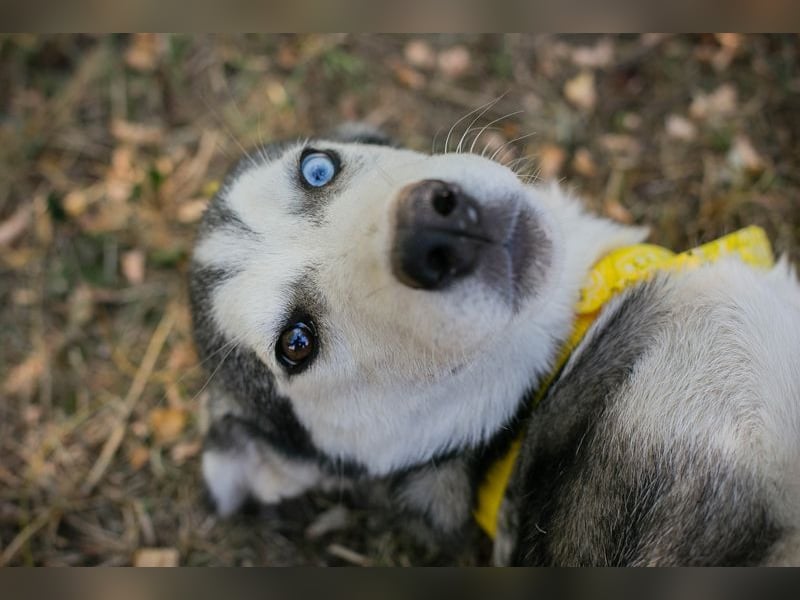Welpe SHIRA - das Husky-Mix-Mädel bringt eine große Portion Leben und Frohsinn in dein Zuhause