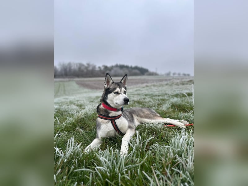 Zauberhafte Siberian Husky-Hündin sucht ein liebevolles Zuhause