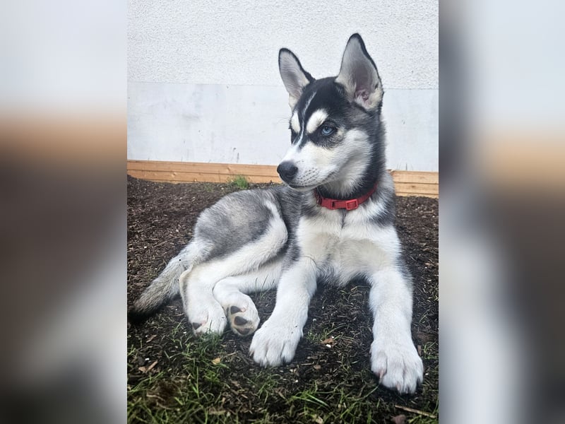 Zauberhafte Siberian Husky-Hündin sucht ein liebevolles Zuhause
