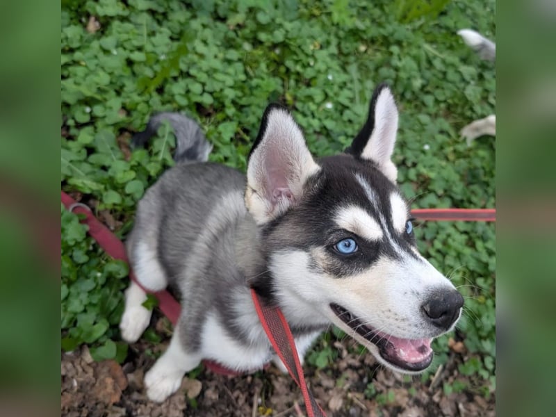 Zauberhafte Siberian Husky-Hündin sucht ein liebevolles Zuhause