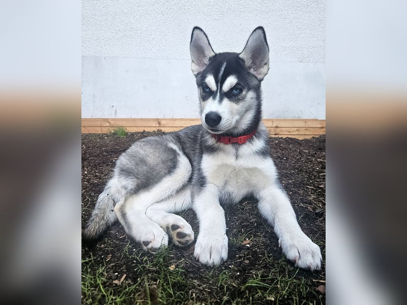 Zauberhafte Siberian Husky-Hündin sucht ein liebevolles Zuhause