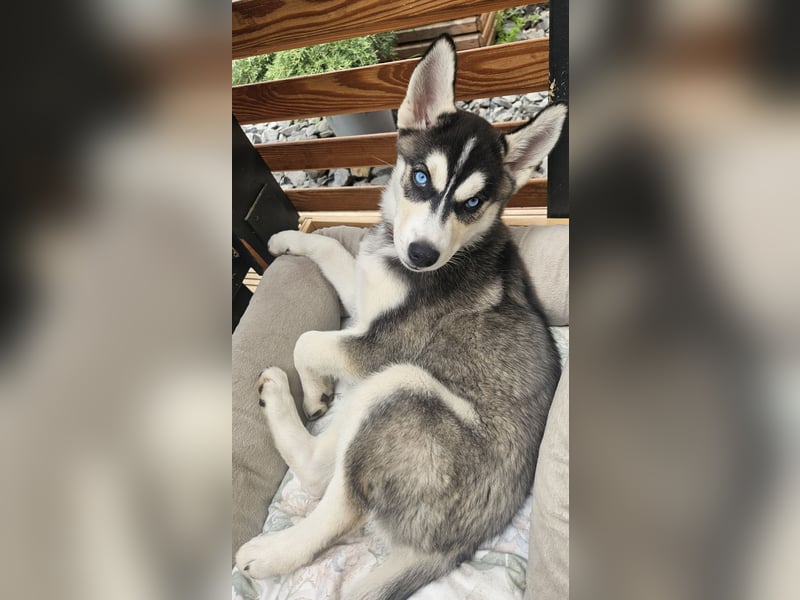 Zauberhafte Siberian Husky-Hündin sucht ein liebevolles Zuhause