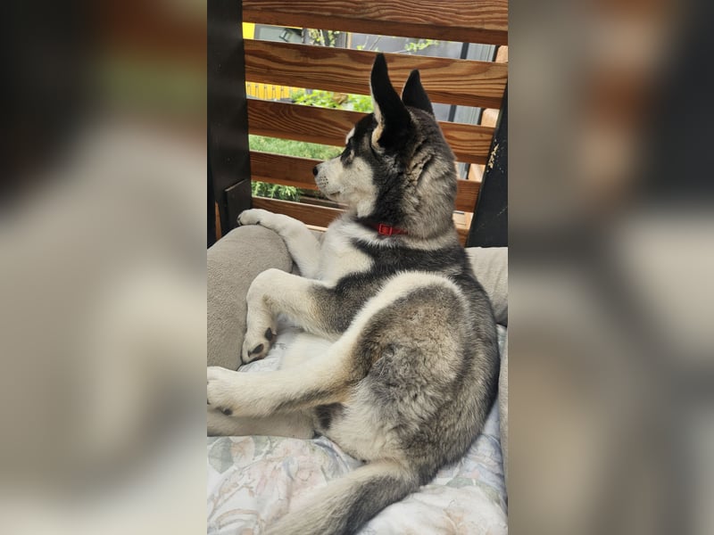 Zauberhafte Siberian Husky-Hündin sucht ein liebevolles Zuhause