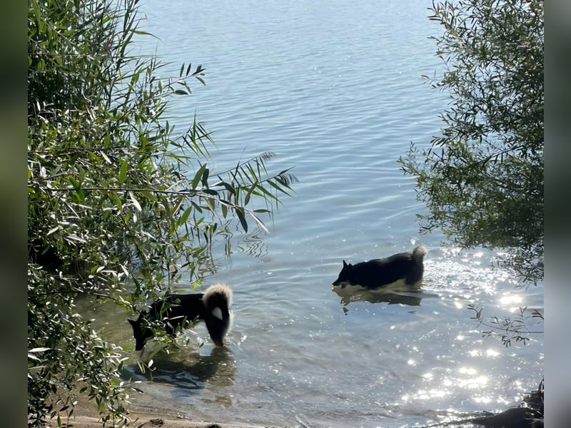 Lola, fröhliche, sehr soziale, aktive Junghündin sucht Traumplatz