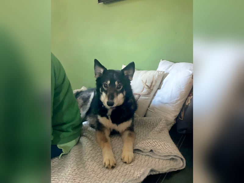 Lola, fröhliche, sehr soziale, aktive Junghündin sucht Traumplatz