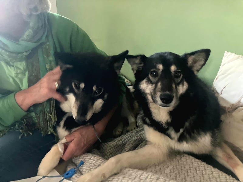 Lola, fröhliche, sehr soziale, aktive Junghündin sucht Traumplatz