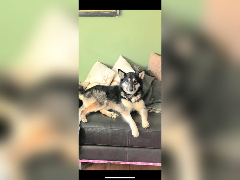 Lola, fröhliche, sehr soziale, aktive Junghündin sucht Traumplatz
