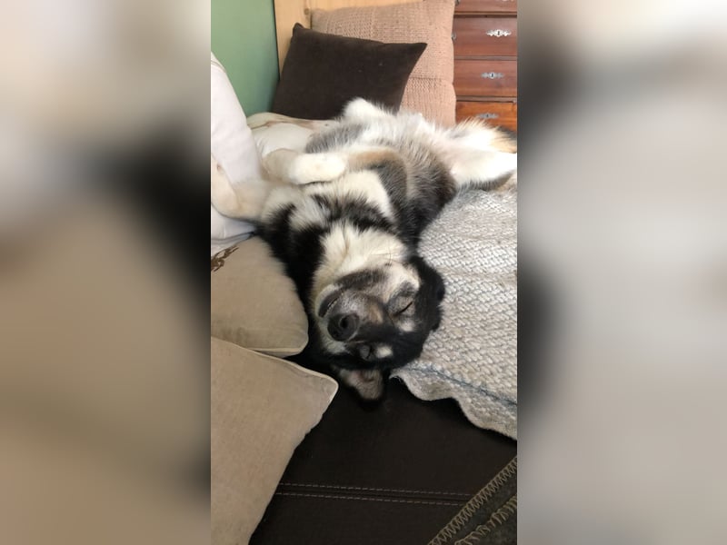 Lola, fröhliche, sehr soziale, aktive Junghündin sucht Traumplatz