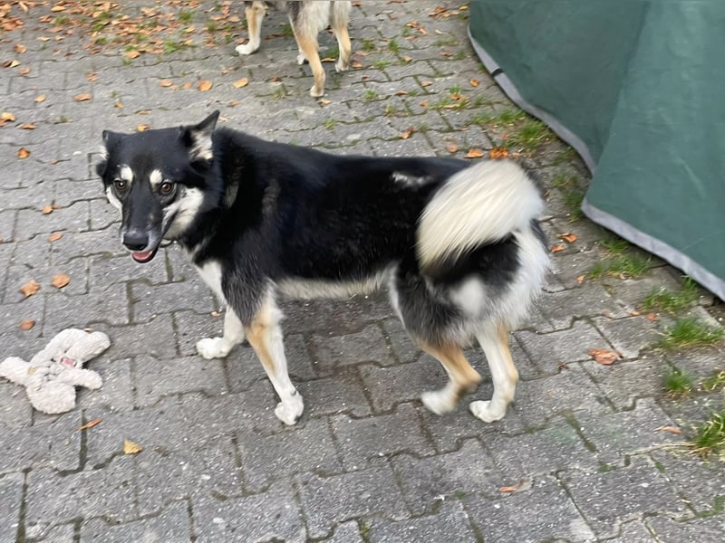 Bine,  fröhliche, liebe und soziale Junghündin sucht Traumfamilie