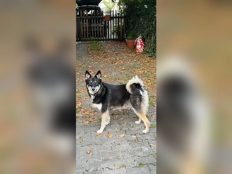 Bine,  fröhliche, liebe und soziale Junghündin sucht Traumfamilie