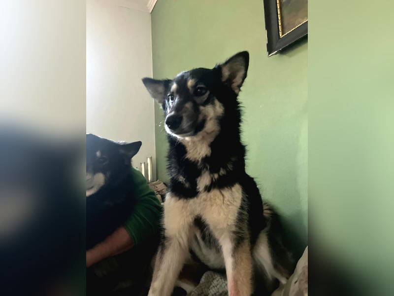 Lola, fröhliche, sehr soziale, aktive Junghündin sucht Traumplatz