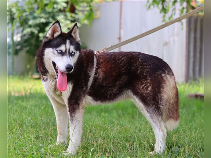Maya, fröhliche Husky-Hündin, ca. 7 Jahre