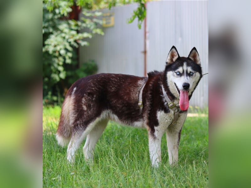 Maya, fröhliche Husky-Hündin, ca. 7 Jahre