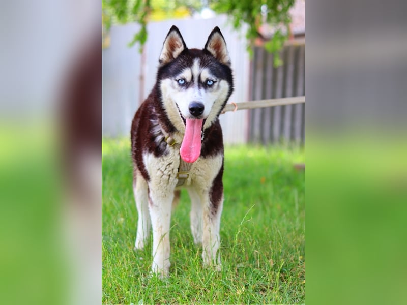 Maya, fröhliche Husky-Hündin, ca. 7 Jahre