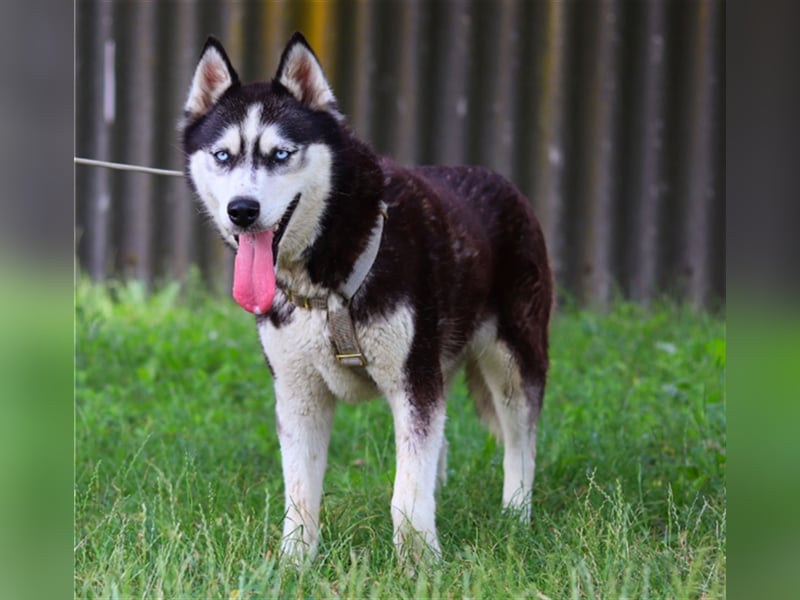 Maya, fröhliche Husky-Hündin, ca. 7 Jahre