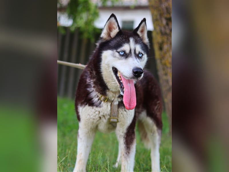 Maya, fröhliche Husky-Hündin, ca. 7 Jahre