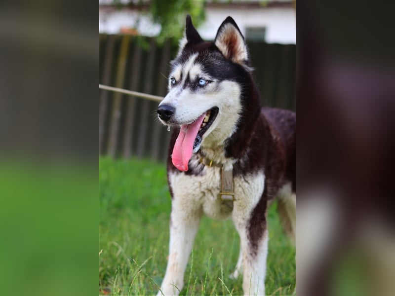 Maya, fröhliche Husky-Hündin, ca. 7 Jahre