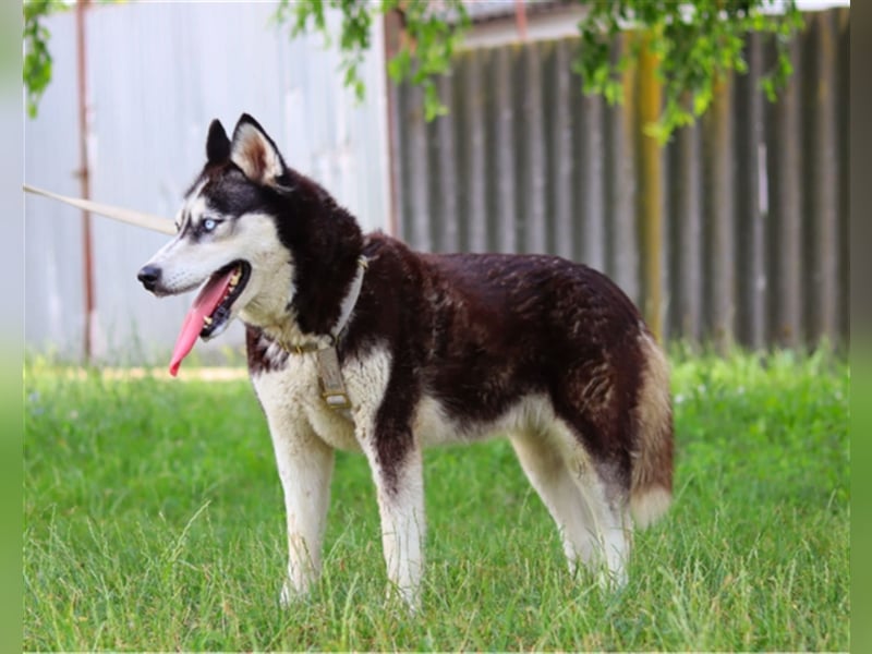 Maya, fröhliche Husky-Hündin, ca. 7 Jahre