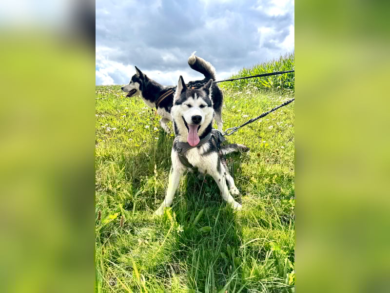 SEBIERISCHE Huskies