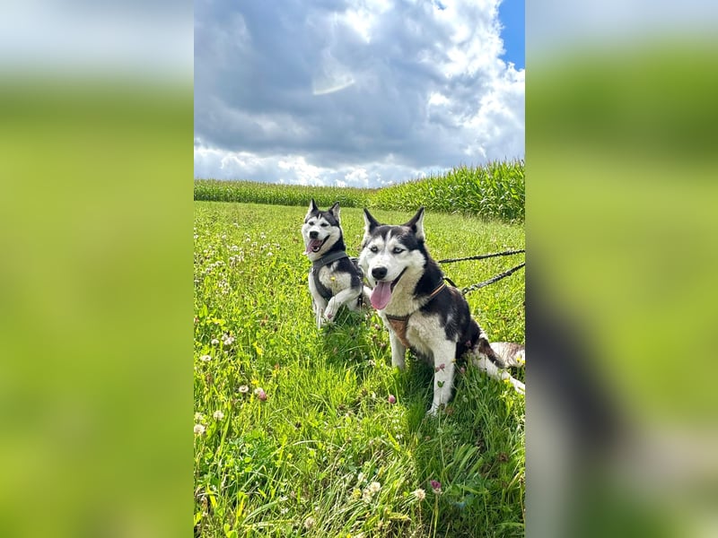 SEBIERISCHE Huskies