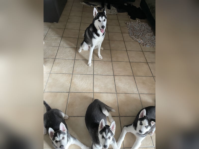 Reinrassige Sibirian Husky kali