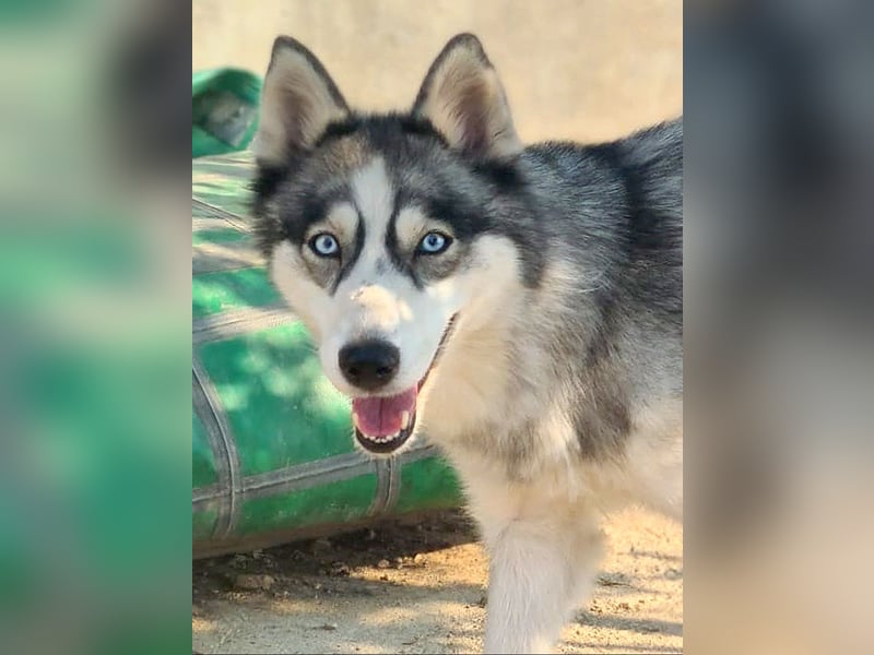 NORA-BLUE- Traumhündin sucht ihr schönes, liebevolles "Für-immer-Zuhause"