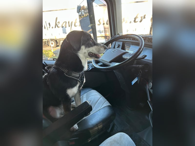 Liebevolle Husky-Labrador-Mix Hündin sucht neues Zuhause