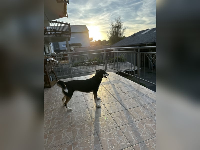 Liebevolle Husky-Labrador-Mix Hündin sucht neues Zuhause