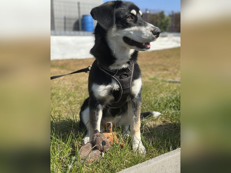 Liebevolle Husky-Labrador-Mix Hündin sucht neues Zuhause