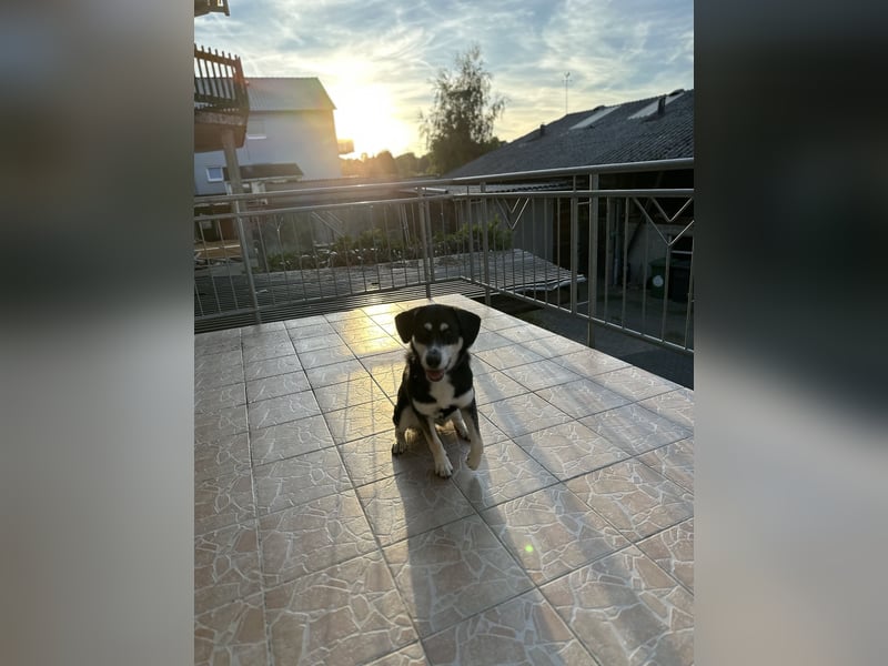 Liebevolle Husky-Labrador-Mix Hündin sucht neues Zuhause