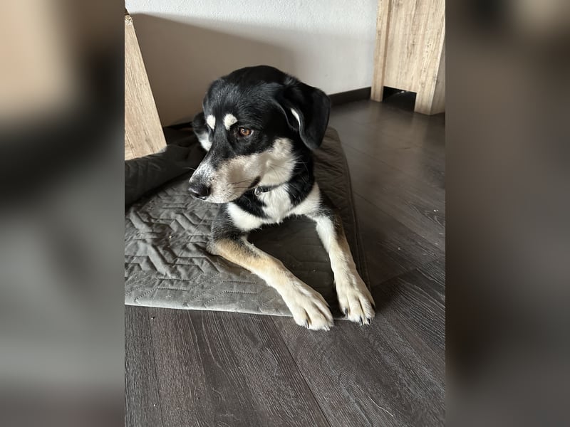 Liebevolle Husky-Labrador-Mix Hündin sucht neues Zuhause