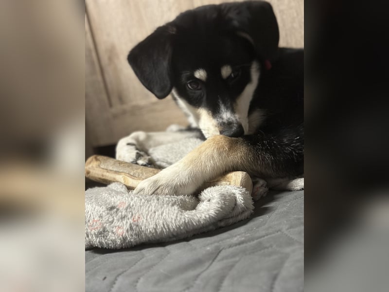 Liebevolle Husky-Labrador-Mix Hündin sucht neues Zuhause