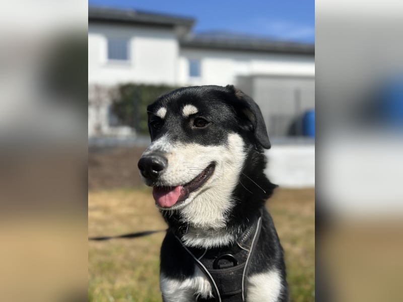Liebevolle Husky-Labrador-Mix Hündin sucht neues Zuhause