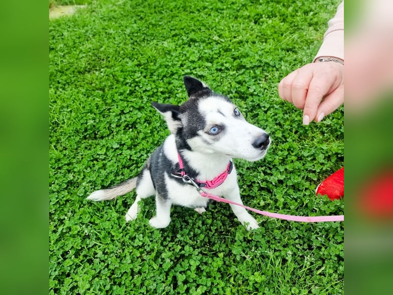 Luna - Scheidungskind - sucht aktive Menschen mit Herz und Hundeverstand