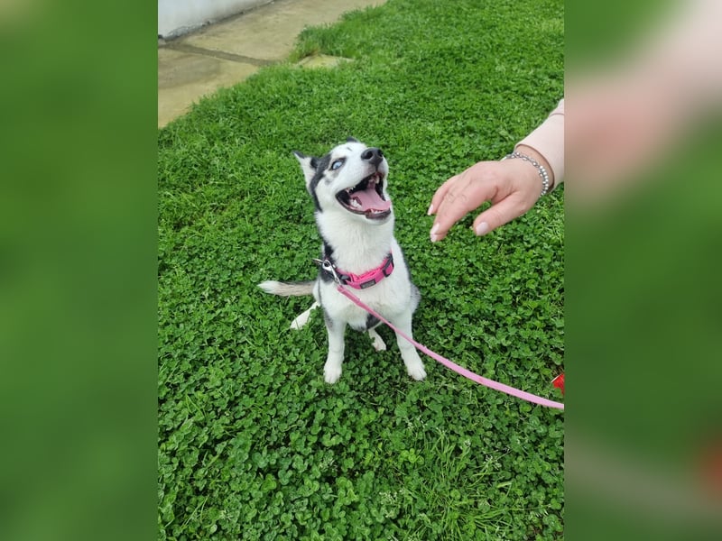 Luna - Scheidungskind - sucht aktive Menschen mit Herz und Hundeverstand