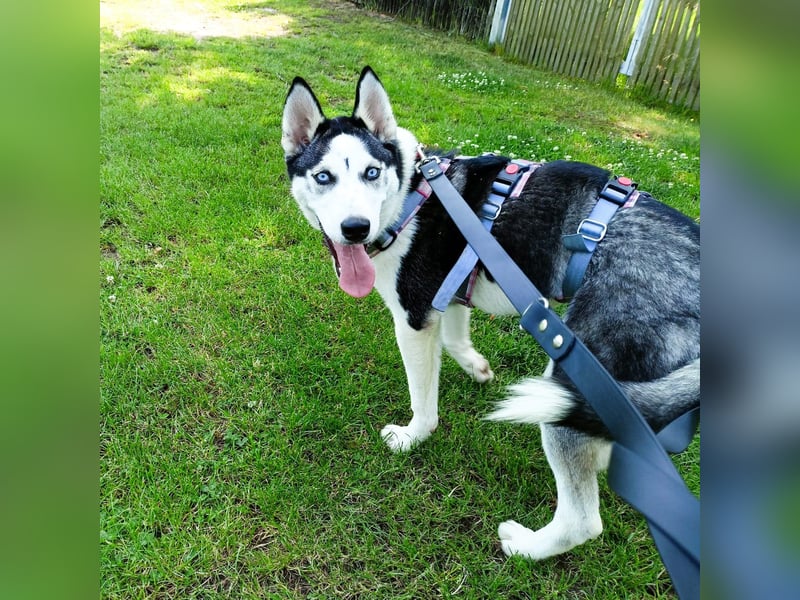 Luna - Scheidungskind - sucht aktive Menschen mit Herz und Hundeverstand