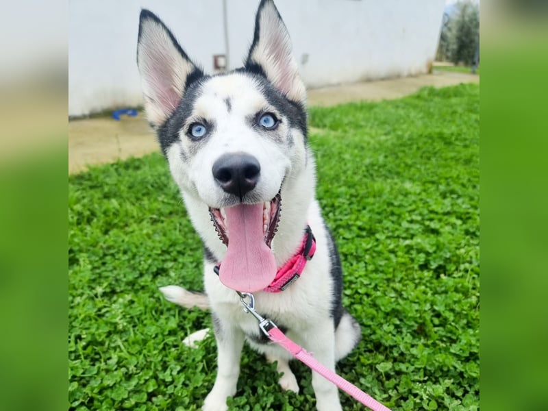 Luna - Scheidungskind - sucht aktive Menschen mit Herz und Hundeverstand