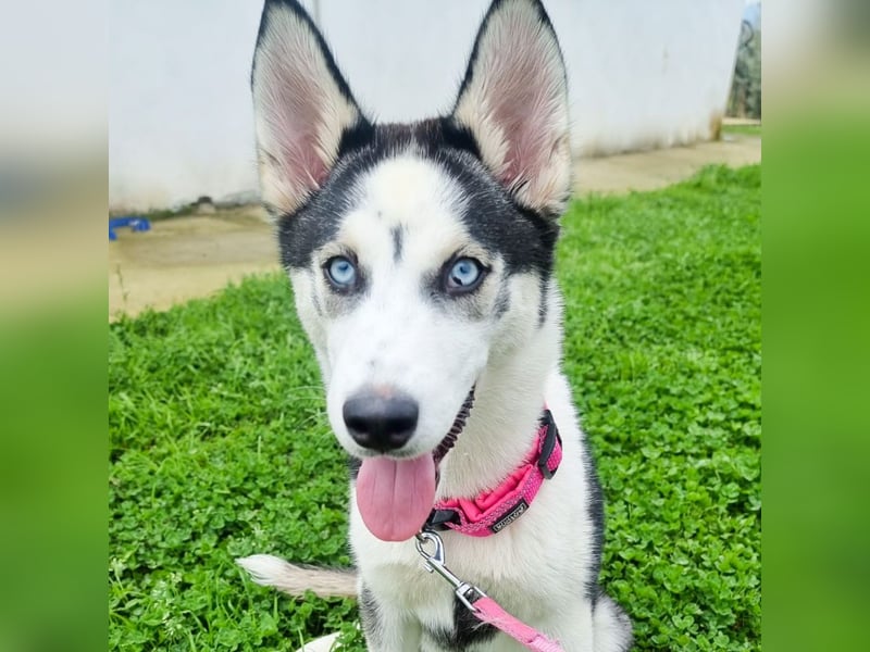 Luna - Scheidungskind - sucht aktive Menschen mit Herz und Hundeverstand