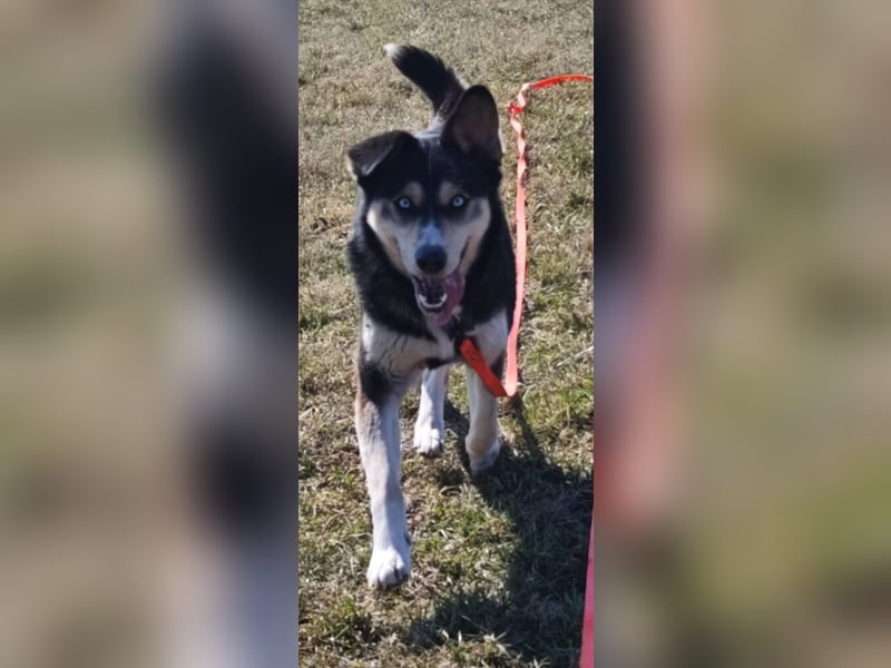 RESERVIERT-Tolle Husky-Mischlingshündin „Dorothea“, ca. 2022 geboren