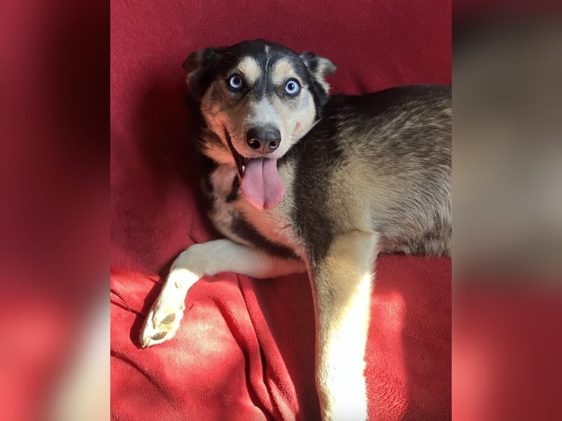 RESERVIERT-Tolle Husky-Mischlingshündin „Dorothea“, ca. 2022 geboren