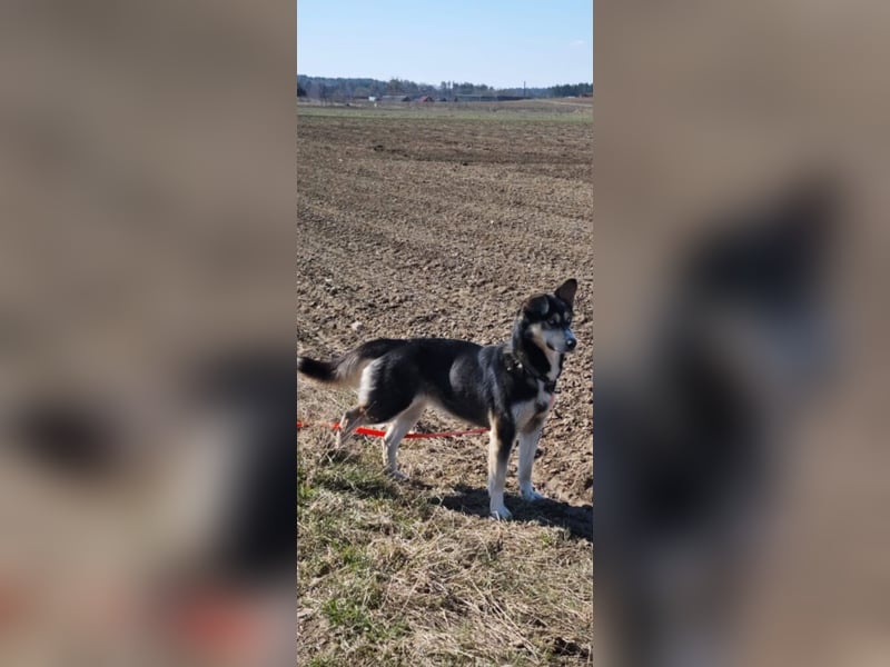 RESERVIERT-Tolle Husky-Mischlingshündin „Dorothea“, ca. 2022 geboren