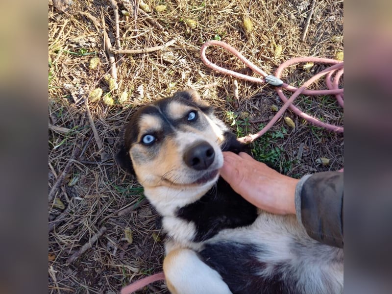 RESERVIERT-Tolle Husky-Mischlingshündin „Dorothea“, ca. 2022 geboren
