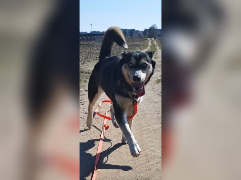 RESERVIERT-Tolle Husky-Mischlingshündin „Dorothea“, ca. 2022 geboren
