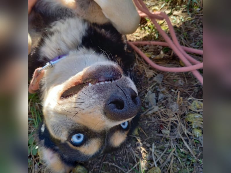 RESERVIERT-Tolle Husky-Mischlingshündin „Dorothea“, ca. 2022 geboren
