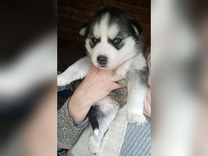 Husky Welpe