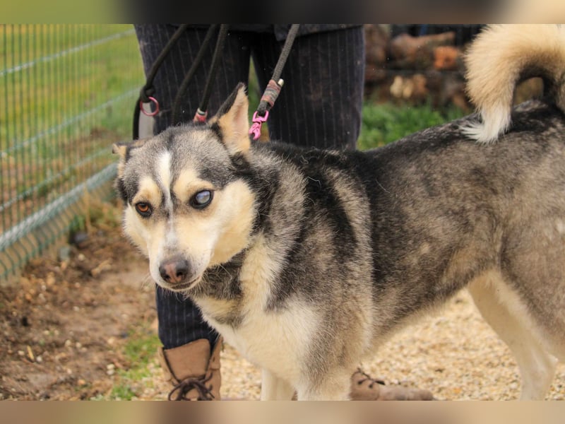 Dakota-VA – Schönheit mit Husky-Charme sucht Rasseliebhaber